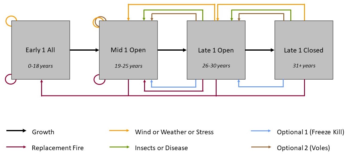 Graphic representation of the Inter-Mountain Basins Montane Sagebrush Steppe BpS state-and-transition simulation model.